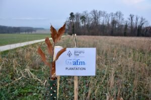 Un engagement durable : un arbre planté pour chaque pompe à chaleur installée