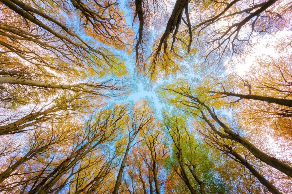 trees, tree canopy, forest, branches, beech, foliage, nature, environment, autumn, trees, trees, forest, forest, forest, environment, environment, environment, autumn, autumn, autumn, autumn, autumn